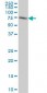 GCP60 / ACBD3 Antibody (clone 2G2)